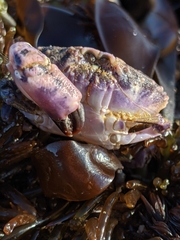 Cycloxanthops novemdentatus