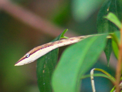 Oxybelis potosiensis