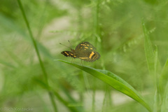 Anthanassa drusilla