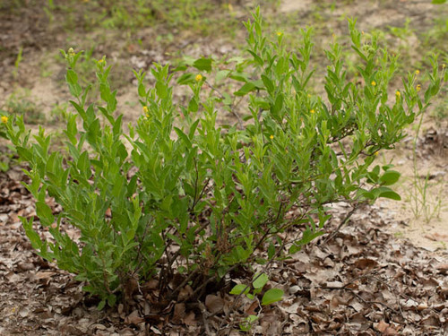 Cephalocroton image