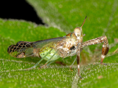 Raphiophora intricata