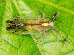 Raphiophora intricata