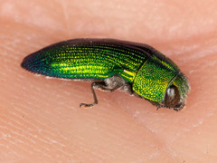 Acmaeodera viridaenea