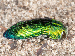 Acmaeodera viridaenea