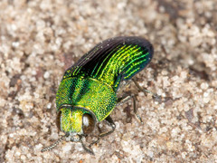 Acmaeodera viridaenea