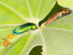 Acmaeodera viridaenea
