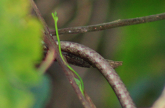 Oxybelis potosiensis