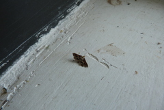 Lepidoptera