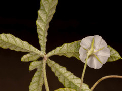 Ipomoea magnusiana image