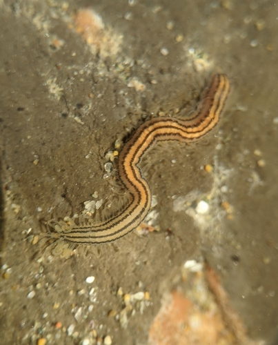 Odontosyllis pentalineata