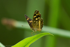 Anthanassa drusilla