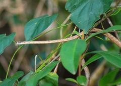 Oxybelis potosiensis