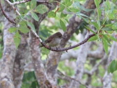 Myiarchus magnirostris