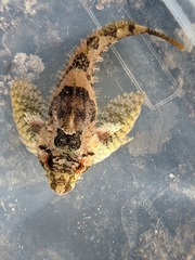 Oligocottus rubellio