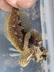 Oligocottus rubellio