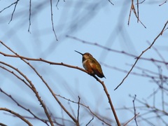 Selasphorus sasin