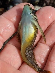 Oligocottus rubellio