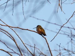 Selasphorus sasin
