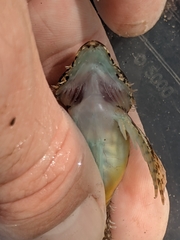 Oligocottus rubellio