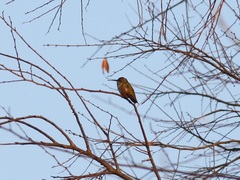 Selasphorus sasin