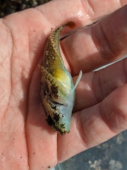 Oligocottus rubellio