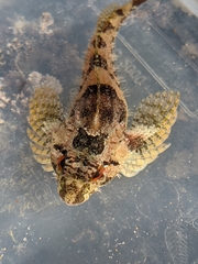 Oligocottus rubellio