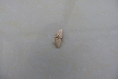 Lepidoptera