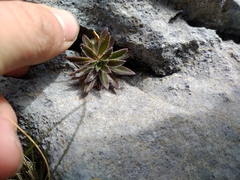 Pachycladon latisiliquum