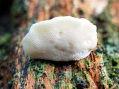 Truncospora ochroleuca