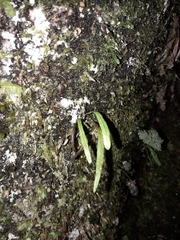 Notogrammitis angustifolia