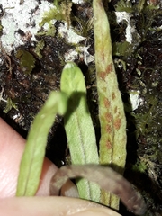 Notogrammitis angustifolia