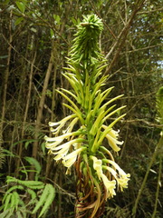 Pitcairnia trianae