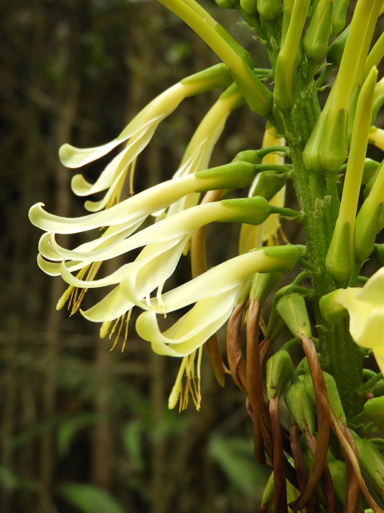 Pitcairnia trianae