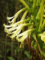 Pitcairnia trianae