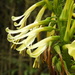 Pitcairnia trianae - Photo (c) Anderson Mesa C,  זכויות יוצרים חלקיות (CC BY-NC), הועלה על ידי Anderson Mesa C
