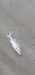 Actinopterygii