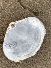 Mactromeris catilliformis