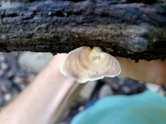 Microporellus obovatus