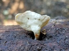 Microporellus obovatus