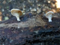Microporellus obovatus