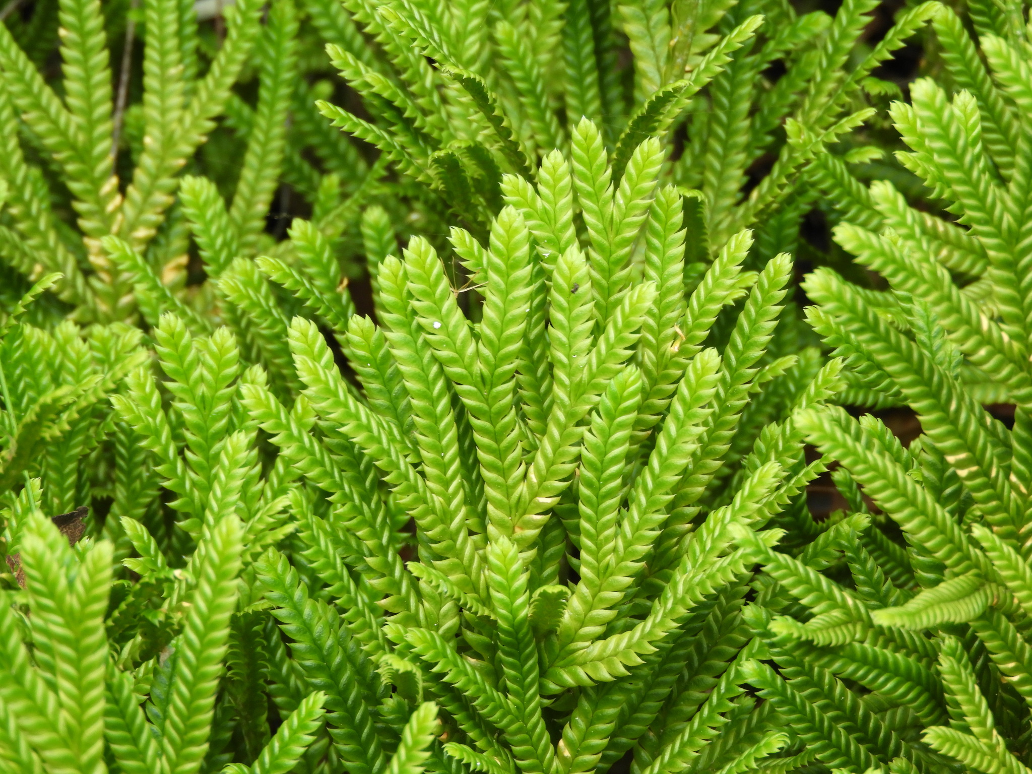 Diphasium
