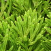 Lycopodium jussiaei - Photo (c) Anderson Mesa C, some rights reserved (CC BY-NC), uploaded by Anderson Mesa C