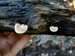 Microporellus obovatus