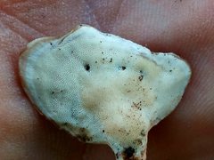 Microporellus obovatus