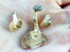 Microporellus obovatus