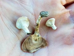 Microporellus obovatus