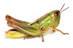 Praxibulus