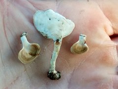 Microporellus obovatus