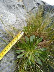 Pachycladon latisiliquum