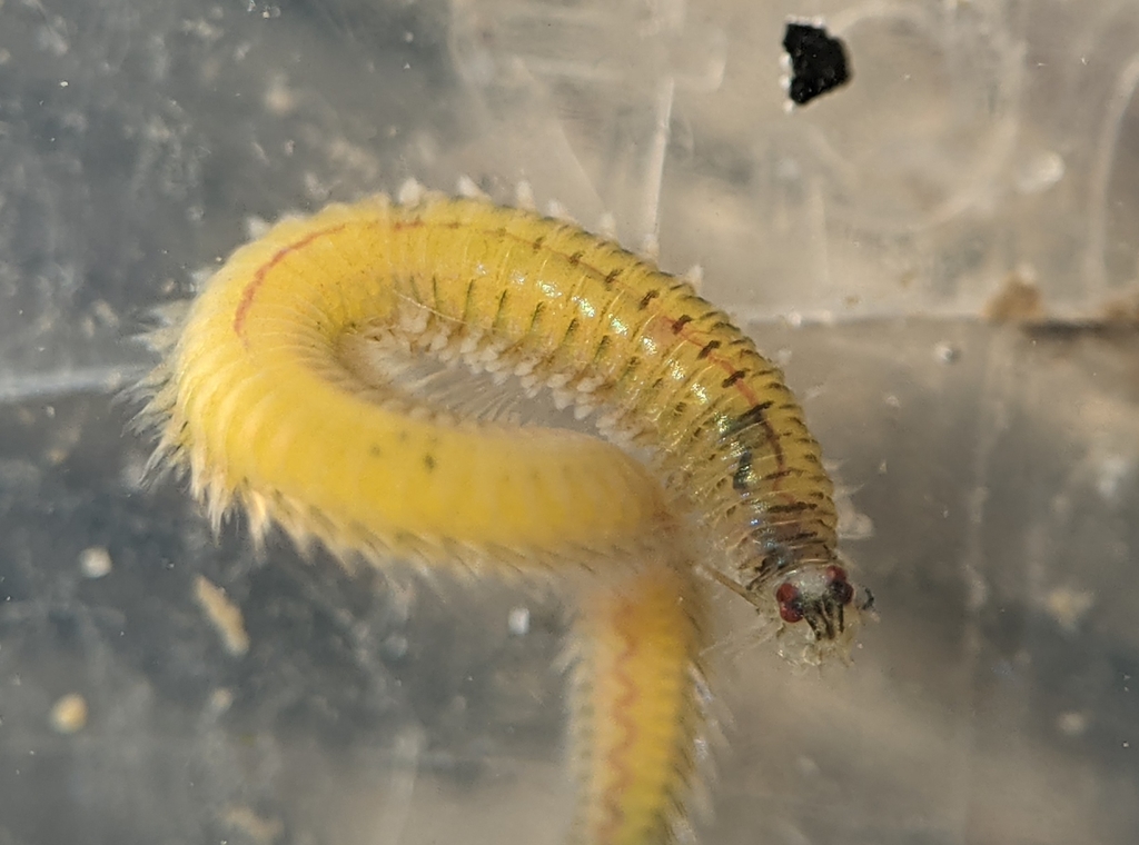 Nereis latescens